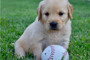 Conrad - Golden Retriever for sale