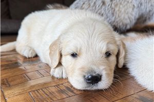Elmo - puppy for sale
