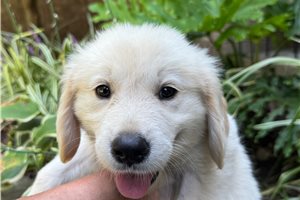 Ennis - puppy for sale
