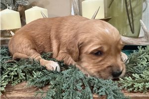 Delia - puppy for sale