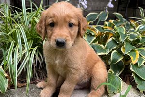 Dawson - Golden Retriever for sale