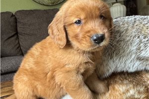 Donald - puppy for sale
