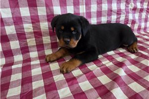 Ronald - puppy for sale