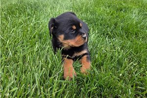 Beverly - puppy for sale