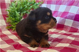Dido - Rottweiler for sale