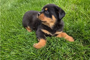 Bertie - puppy for sale