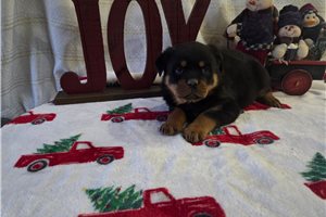 Rylee - Rottweiler for sale