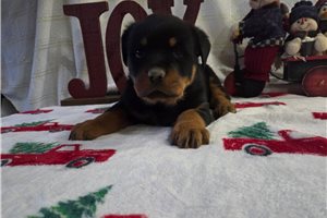 Roman - puppy for sale