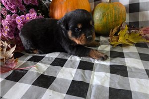 Rumi - puppy for sale