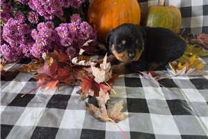 Ruby - puppy for sale
