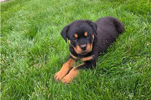Beta - puppy for sale