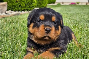 Dynamo - puppy for sale