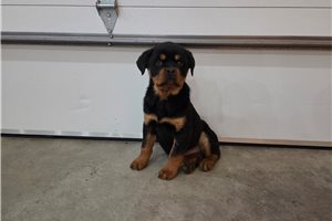 Rosa - Rottweiler for sale