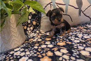 Sugar - Yorkshire Terrier - Yorkie for sale