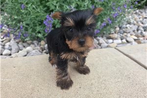 Sonya - Yorkshire Terrier - Yorkie for sale