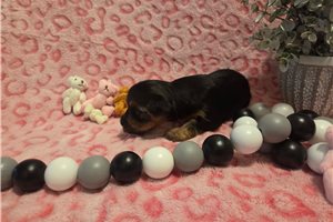 Sicily - puppy for sale