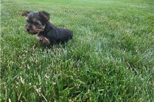 Sicily - Yorkshire Terrier - Yorkie for sale