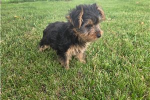 Serenity - Yorkshire Terrier - Yorkie for sale
