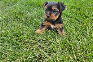 Sammy - Yorkshire Terrier - Yorkie for sale