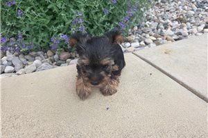 Sutton - Yorkshire Terrier - Yorkie for sale