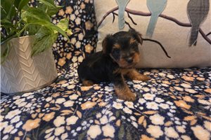 Serenity - Yorkshire Terrier - Yorkie for sale