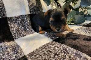 Serena - Yorkshire Terrier - Yorkie for sale