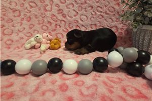 Sonya - puppy for sale