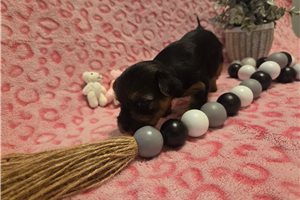 Sutton - puppy for sale