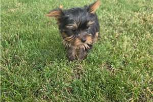 Sonya - Yorkshire Terrier - Yorkie for sale