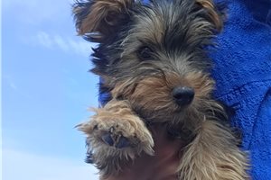 Sicily - Yorkshire Terrier - Yorkie for sale