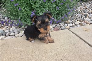 Sugar - Yorkshire Terrier - Yorkie for sale