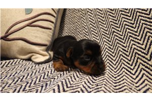 Shawn - Yorkshire Terrier - Yorkie for sale