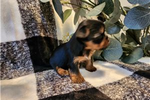 Stella - puppy for sale