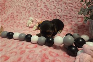 Sugar - puppy for sale