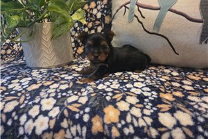 Sutton - Yorkshire Terrier - Yorkie for sale