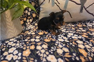 Sonya - Yorkshire Terrier - Yorkie for sale