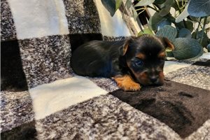 Shawn - puppy for sale