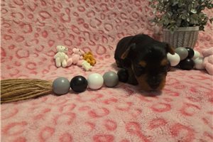 Serenity - Yorkshire Terrier - Yorkie for sale