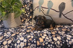 Sicily - Yorkshire Terrier - Yorkie for sale