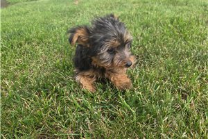 Sicily - Yorkshire Terrier - Yorkie for sale
