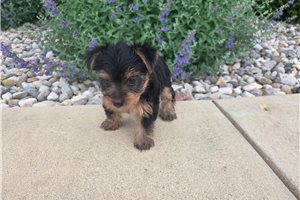 Serenity - Yorkshire Terrier - Yorkie for sale