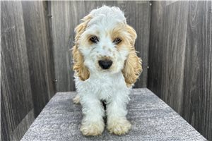 Flint - puppy for sale