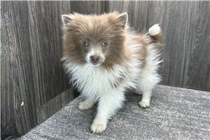 Jordan - Pomeranian for sale