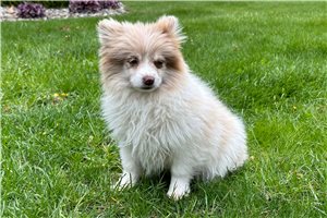 Bonita - Pomeranian for sale
