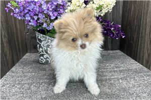 Baxter - Pomeranian for sale