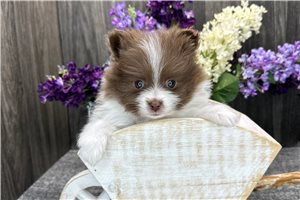Bella - Pomeranian for sale