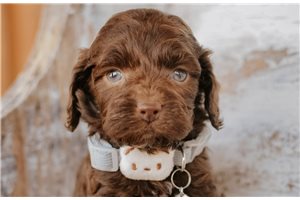 Charlie - Cockapoo for sale