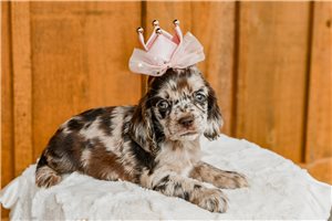 Cerise - Cocker Spaniel for sale