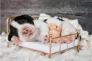 Murphy - puppy for sale