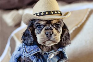 Marshall - Cocker Spaniel for sale